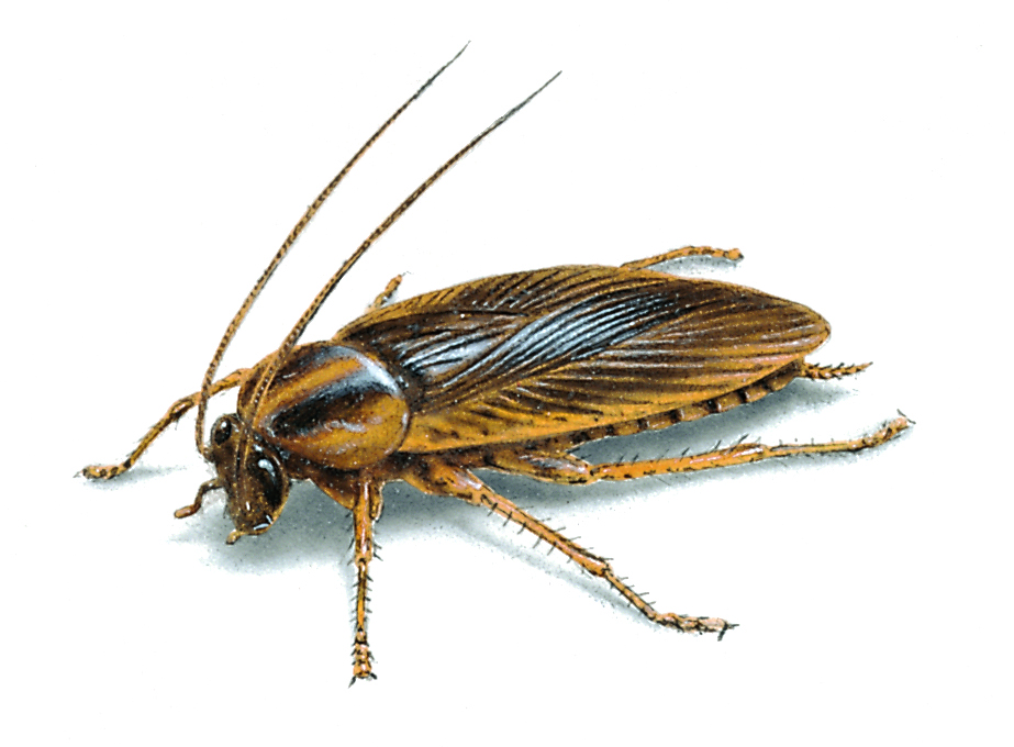 german cockroaches are cryptobiotic